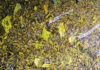 Mondo calcio disillusione: i tifosi che posto hanno?