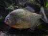 Incidente Pogacar Vuelta: lui come un piranha