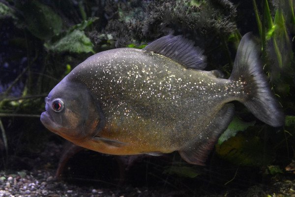 Incidente Pogacar Vuelta: lui come un piranha